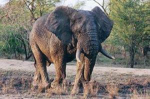 330px-Elephants_du_Kruger