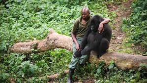 RDC: le parc national des Virunga rouvert aux touristes — La Libre Afrique